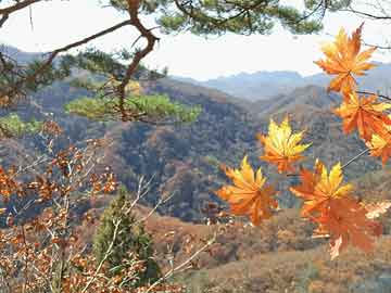 澳門一碼一碼100準(zhǔn)確,最新解答解析說明_標(biāo)準(zhǔn)版34.696