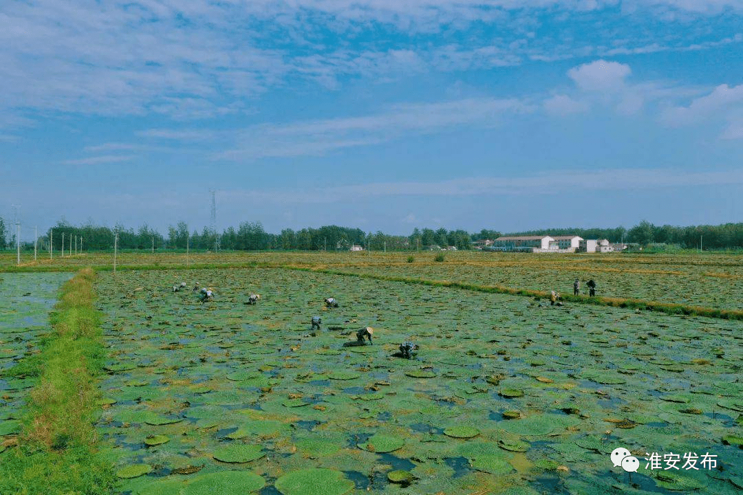 淮安車(chē)橋鎮(zhèn)最新消息深度解析，動(dòng)態(tài)更新與解讀