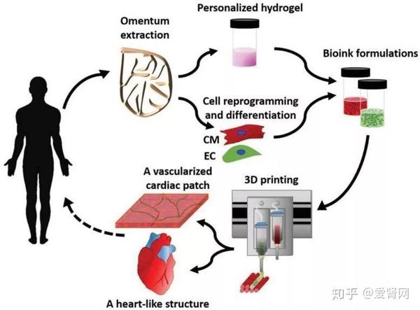 3D打印腎臟技術最新進展與前沿探索