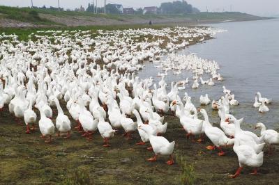 青草2017最新，生態(tài)、科技與藝術(shù)的完美融合