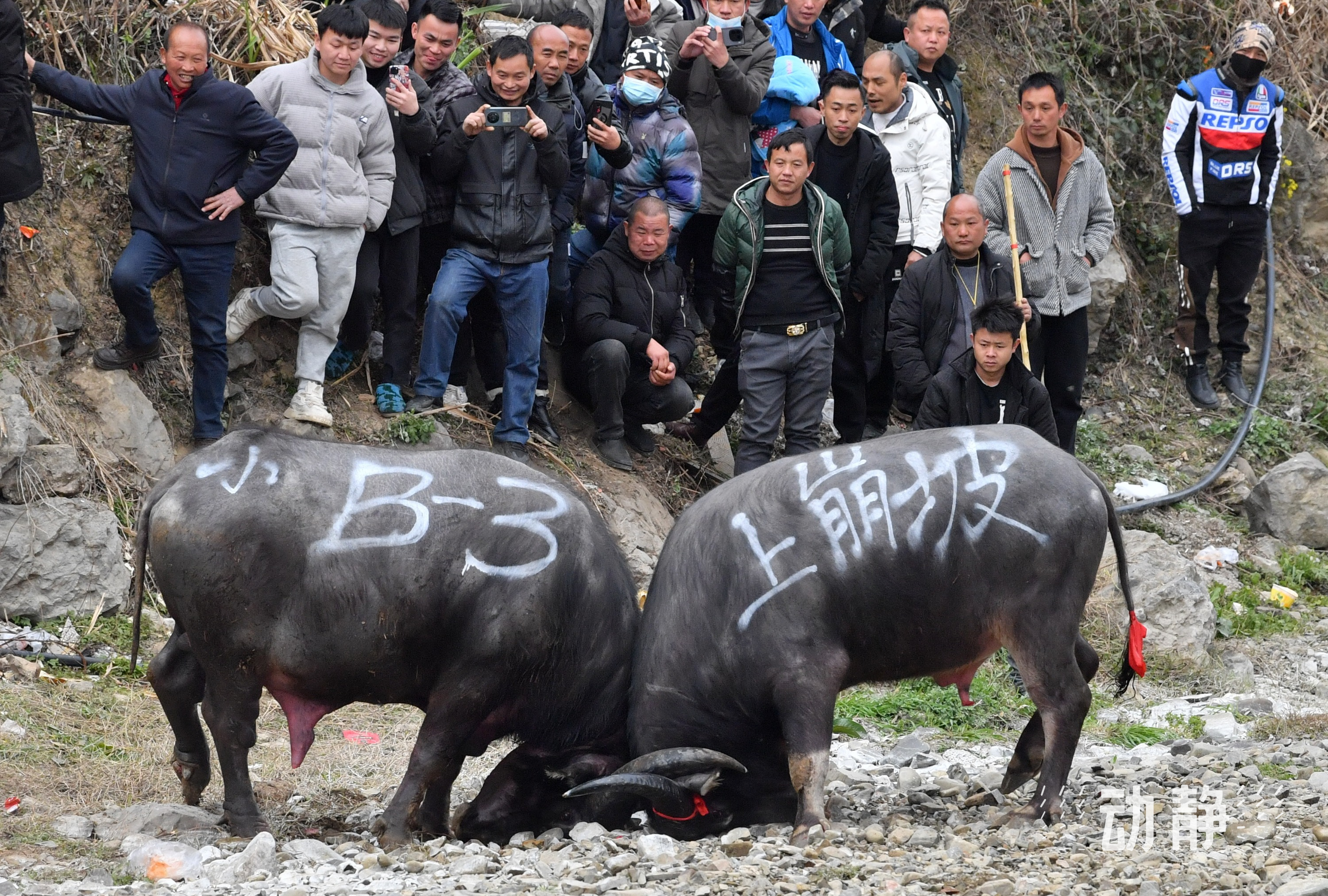 凱里斗牛視頻，傳統(tǒng)與現(xiàn)代的完美融合，最新斗牛風(fēng)采展示